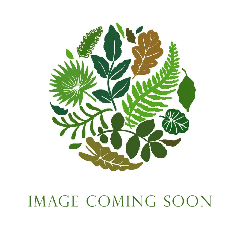 Cones 'Silvester' (Painted) (DRY) (Various Colours) (500g)